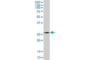 PRDX4 MaxPab polyclonal antibody. (Peroxiredoxin 4 antibody  (AA 1-271))