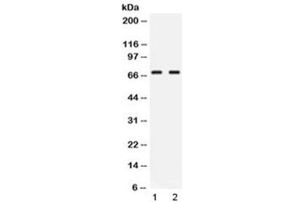 NFIA antibody  (AA 180-224)
