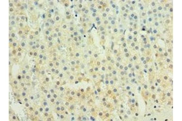 IL29 antibody  (AA 20-200)