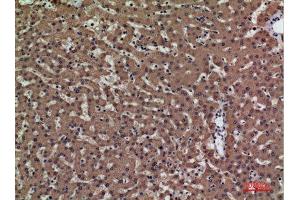 Immunohistochemistry (IHC) analysis of paraffin-embedded Human Liver, antibody was diluted at 1:100. (PSG1 antibody  (Internal Region))