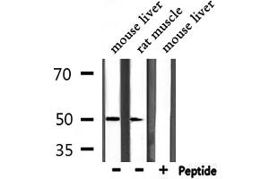 Western blot analysis of extracts from mouse liver,rat muscle, using PAX3 Antibody. (Paired Box 3 antibody  (Internal Region))