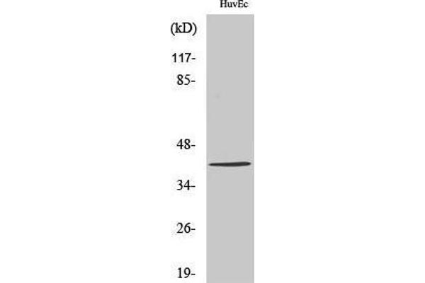 ZADH2 antibody  (Internal Region)