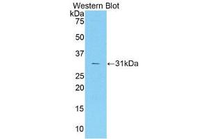 Western Blotting (WB) image for anti-Coagulation Factor V (F5) (AA 1776-2028) antibody (ABIN1858759) (Coagulation Factor V antibody  (AA 1776-2028))