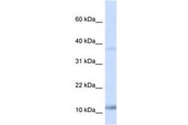 NHLH1 antibody  (AA 38-87)