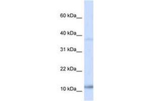 Image no. 1 for anti-Nescient Helix Loop Helix 1 (NHLH1) (AA 38-87) antibody (ABIN6739100) (NHLH1 antibody  (AA 38-87))