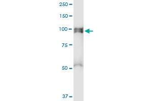 Immunoprecipitation of NEDD9 transfected lysate using anti-NEDD9 MaxPab rabbit polyclonal antibody and Protein A Magnetic Bead , and immunoblotted with NEDD9 purified MaxPab mouse polyclonal antibody (B01P) . (NEDD9 antibody  (AA 1-834))