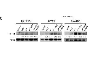 Western Blotting (WB) image for anti-Actin, gamma 1 (ACTG1) (N-Term) antibody (ABIN2855174)