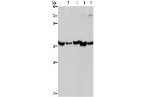 Western Blotting (WB) image for anti-DnaJ (Hsp40) Homolog, Subfamily B, Member 4 (DNAJB4) antibody (ABIN2423323)