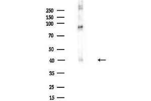 anti-Doublecortin (DCX) (pSer335) antibody