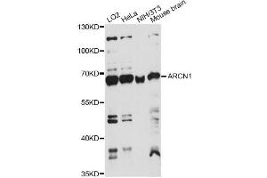 Western blot analysis of extracts of various cell lines, using ARCN1 antibody.