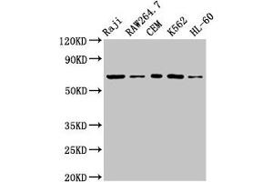 Western Blot Positive WB detected in: Raji whole cell lysate, RAW264. (ZAP7 (AA 253-325) antibody)