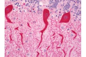 Human Brain, Cerebellum: Formalin-Fixed, Paraffin-Embedded (FFPE). (DAOA antibody  (HRP))