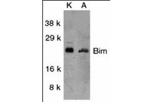 Western Blotting (WB) image for anti-BCL2-Like 11 (Apoptosis Facilitator) (BCL2L11) (Middle Region) antibody (ABIN1030889)