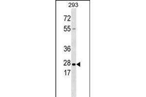KLK5 Antibody  (ABIN390305 and ABIN2840740) western blot analysis in 293 cell line lysates (35 μg/lane). (Kallikrein 5 antibody  (AA 144-174))
