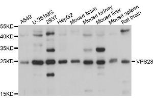 Western blot analysis of extracts of various cells, using VPS28 antibody. (VPS28 antibody)