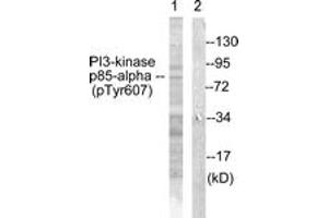 Western blot analysis of extracts from rat kidney, using PI3-kinase p85-alpha (Phospho-Tyr607) Antibody.