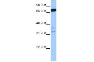 ZBTB46 antibody used at 0.