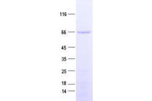 Western Blotting (WB) image for Transcription Factor CP2 (TFCP2) protein (His tag) (ABIN2734921)