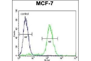 WDR27 Antibody (N-term) (ABIN655738 and ABIN2845185) flow cytometric analysis of MCF-7 cells (right histogram) compared to a negative control cell (left histogram). (WDR27 antibody  (N-Term))
