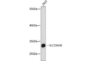 Western blot analysis of extracts of 293T cells using SLC25A38 Polyclonal Antibody at dilution of 1:3000. (SLC25A38 antibody)