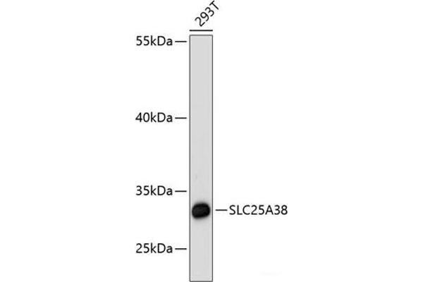 SLC25A38 抗体