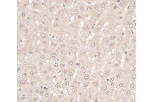 Immunohistochemistry of paraffin-embedded Rat liver using HMGN1 Polyclonal Antibody at dilution of 1:100 (40x lens). (HMGN1 antibody)