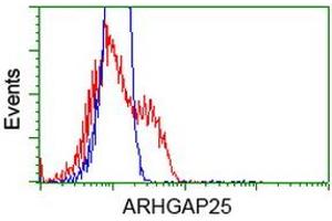 Image no. 4 for anti-rho GTPase Activating Protein 25 (ARHGAP25) antibody (ABIN1496707) (ARHGAP25 antibody)