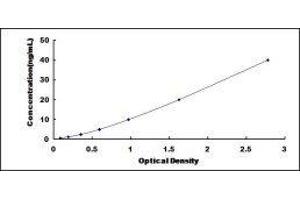 ELISA image for Estrogen Receptor 1 (ESR1) ELISA Kit (ABIN416161)