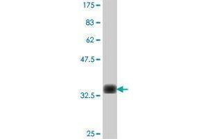 Western Blot detection against Immunogen (36. (MARCH2 antibody  (AA 2-99))