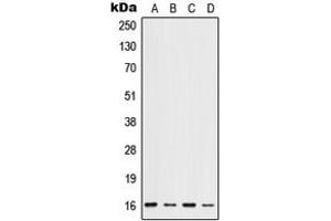 Western blot analysis of ID1 expression in HeLa (A), HepG2 (B), mouse liver (C), rat liver (D) whole cell lysates. (ID1 antibody  (Center))