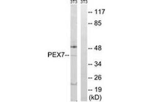 Western blot analysis of extracts from NIH-3T3 cells, using Peroxin 7 / PEX7 Antibody . (PEX7 antibody  (Internal Region))