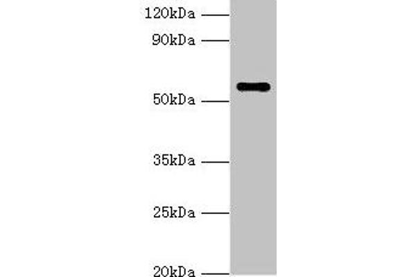 NAB2 antibody  (AA 1-200)