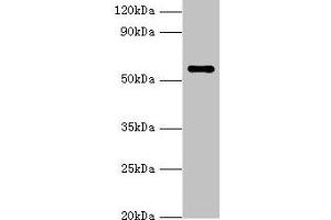 Western blot All lanes: NAB2 antibody at 3 μg/mL + Hela whole cell lysate Secondary Goat polyclonal to rabbit IgG at 1/10000 dilution Predicted band size: 57, 35, 50 kDa Observed band size: 57 kDa (NAB2 antibody  (AA 1-200))