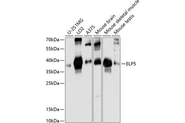 Retinoic Acid Induced 12 (RAI12) (AA 17-316) antibody