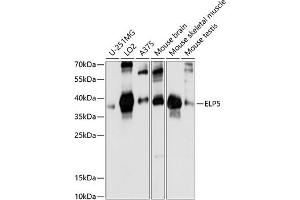 Western blot analysis of extracts of various cell lines, using ELP5 antibody (ABIN7269944) at 1:1000 dilution.
