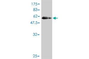 Western Blot detection against Immunogen (50. (RABL2B antibody  (AA 1-229))