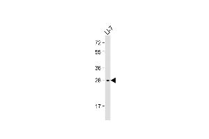 Anti-IGFBP1 Antibody (Center) at 1:2000 dilution + Li-7 whole cell lysate Lysates/proteins at 20 μg per lane. (IGFBPI antibody  (AA 140-174))