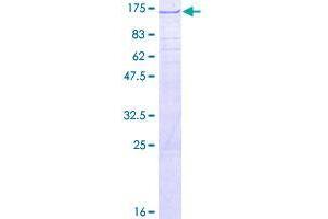 Image no. 1 for Tetratricopeptide Repeat Domain 15 (TTC15) (AA 1-735) protein (GST tag) (ABIN1324004) (TTC15 Protein (AA 1-735) (GST tag))