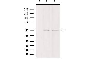 Western blot analysis of extracts from various samples, using DDX19B Antibody. (DDX19B antibody  (N-Term))