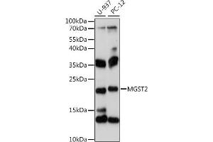 Western blot analysis of extracts of various cell lines, using MGST2 antibody (ABIN7268514) at 1:1000 dilution. (MGST2 antibody  (C-Term))