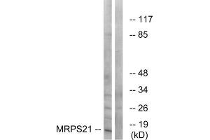 Western blot analysis of extracts from COS cells, using MRPS21 antibody. (MRPS21 antibody  (Internal Region))