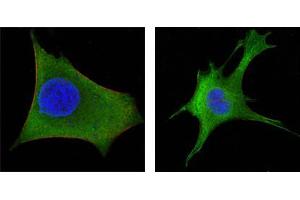 Figure3: Confocal immunofluorescence analysis of Hela (left) and 3T3-L1 (right) cells using WNT1 mouse mAb (green).