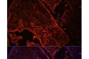 Immunofluorescence analysis of Human placenta cells using WNT3A Polyclonal Antibody at dilution of 1:100. (WNT3A antibody)