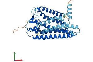 AlphaFold protein structure predicition of Human Recombinant OR8D2 Protein, UniprotID Q9GZM6 (Olfactory Receptor, Family 8, Subfamily D, Member 2 (OR8D2) (AA 1-311) protein (His tag))