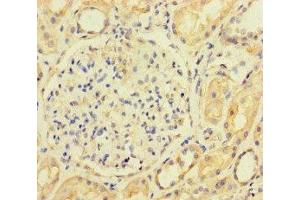 Immunohistochemistry of paraffin-embedded human kidney tissue using ABIN7143067 at dilution of 1:100 (ACTL9 antibody  (AA 1-160))