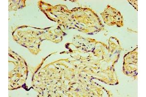 Immunohistochemistry of paraffin-embedded human placenta tissue using ABIN7164787 at dilution of 1:100 (P4HA3 antibody  (AA 20-544))