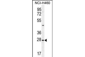 EDN3 Antibody (C-term) (ABIN655169 and ABIN2837855) western blot analysis in NCI- cell line lysates (35 μg/lane). (Endothelin 3 antibody  (C-Term))