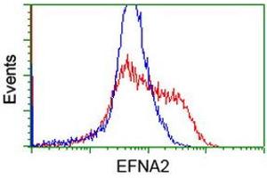 HEK293T cells transfected with either RC213728 overexpress plasmid (Red) or empty vector control plasmid (Blue) were immunostained by anti-EFNA2 antibody (ABIN2452977), and then analyzed by flow cytometry. (Ephrin A2 antibody)