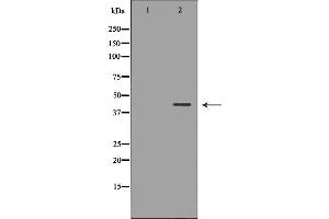 Western blot analysis of Hepg2 whole cell lysates, using NDRG2 Antibody. (NDRG2 antibody  (C-Term))