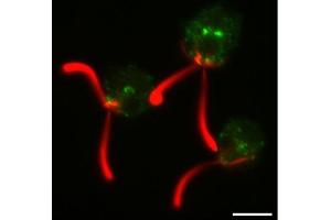 Immunofluorescence (IF) image for anti-Clathrin Heavy Chain (CLTC) antibody (ABIN7477856) (Clathrin Heavy Chain (CLTC) antibody)
